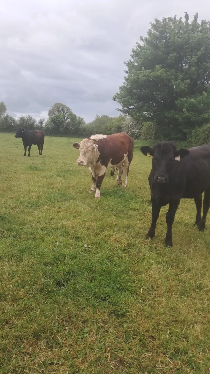 Hereford bull - Image 2