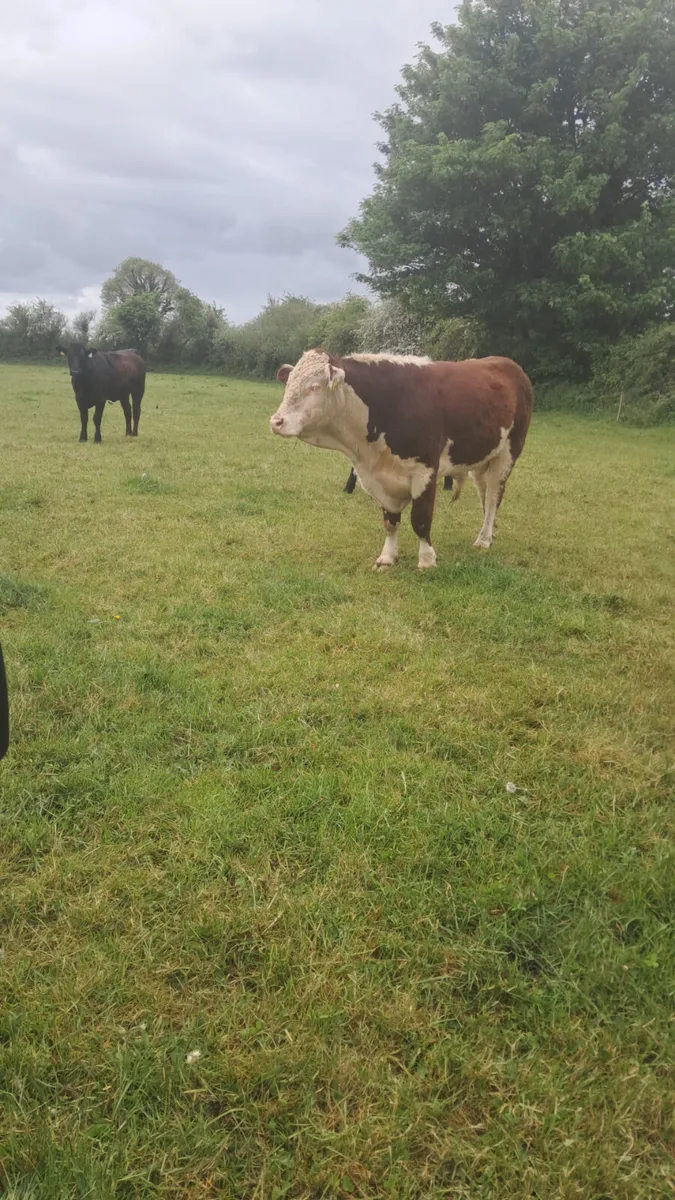 Hereford bull - Image 1