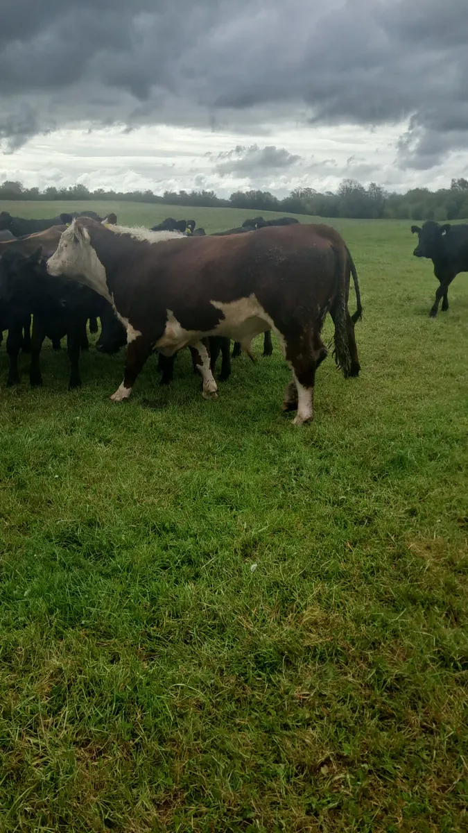 Hereford bull - Image 3