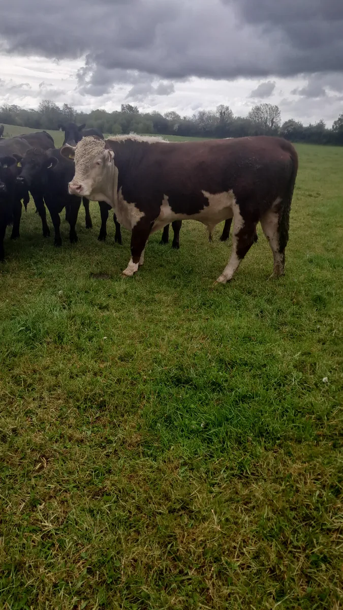 Hereford bull - Image 4