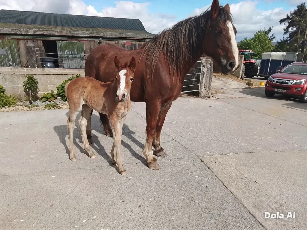 Draught type mare and foal for sale - Image 1