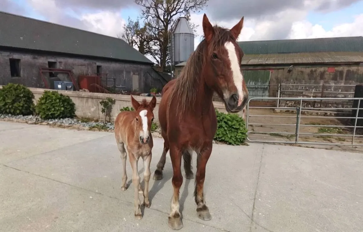 Draught type mare and foal for sale - Image 2