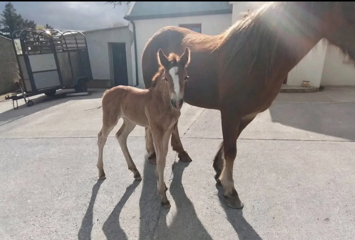 Draught type mare and foal for sale - Image 3