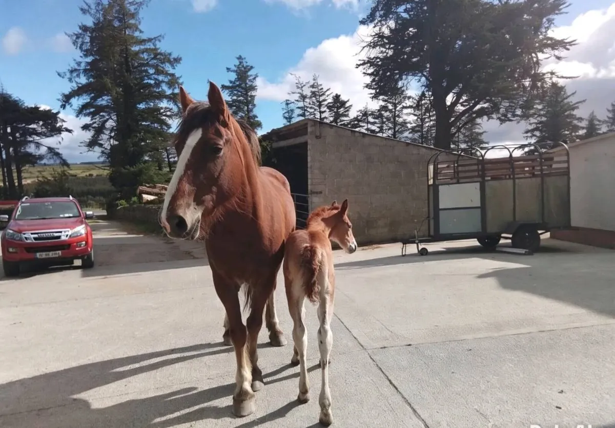 Draught type mare and foal for sale - Image 4