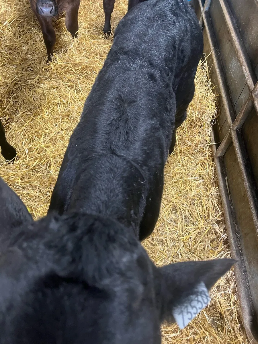 Strong AA bull calf’s for sale - Image 2