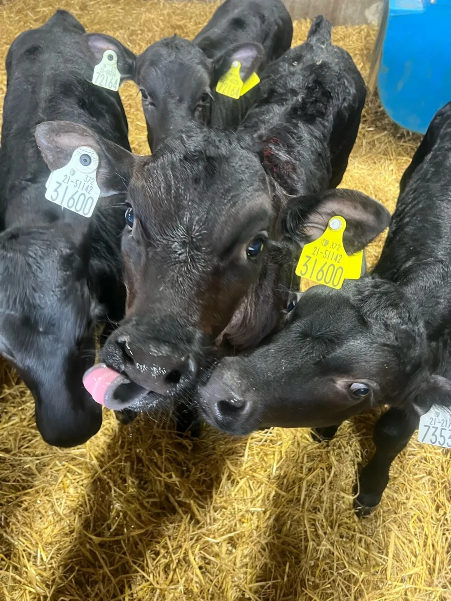 Strong AA bull calf’s for sale - Image 3