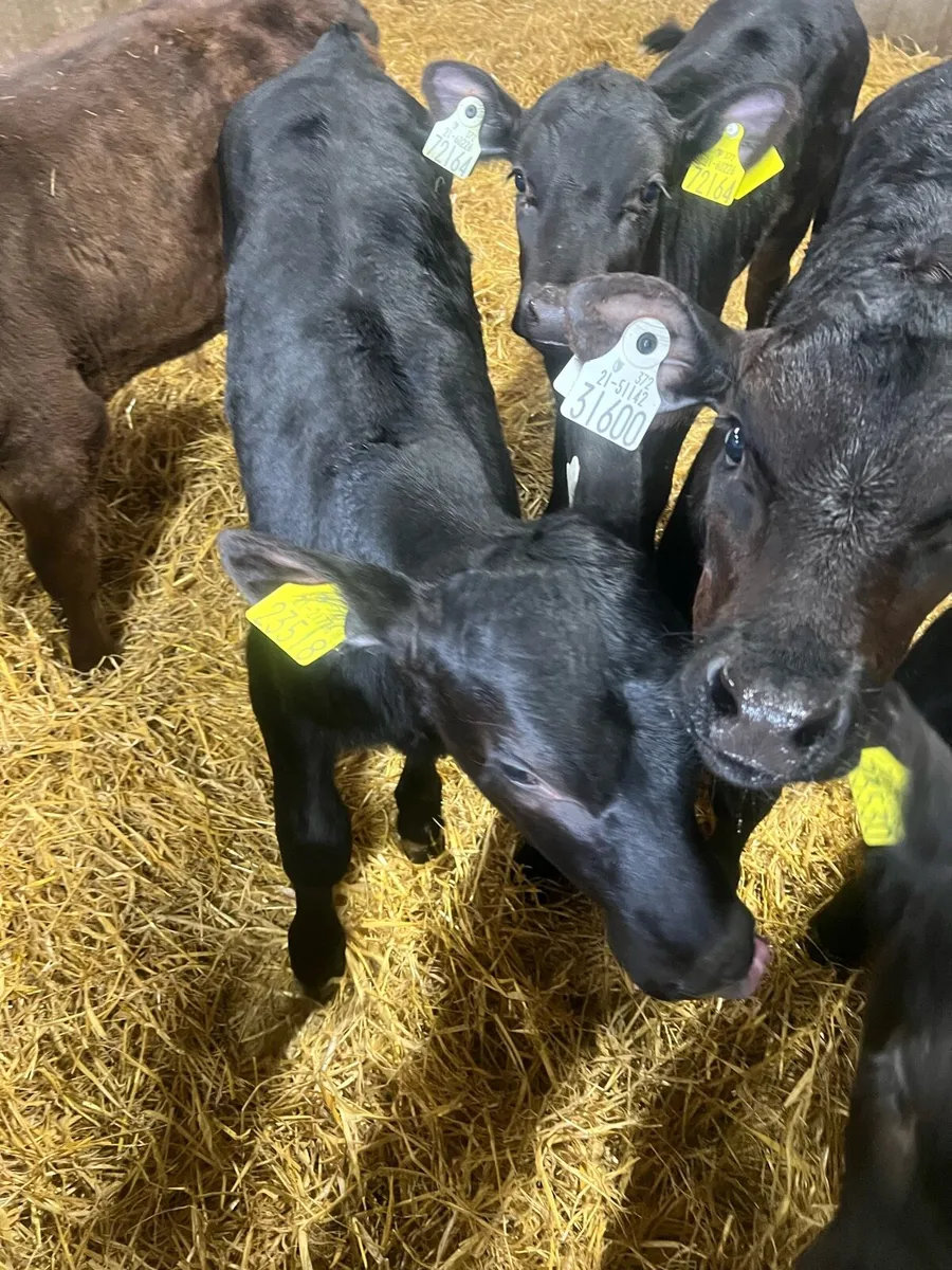 Strong AA bull calf’s for sale - Image 4