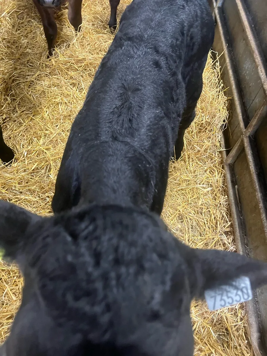 Strong AA bull calf’s for sale - Image 1