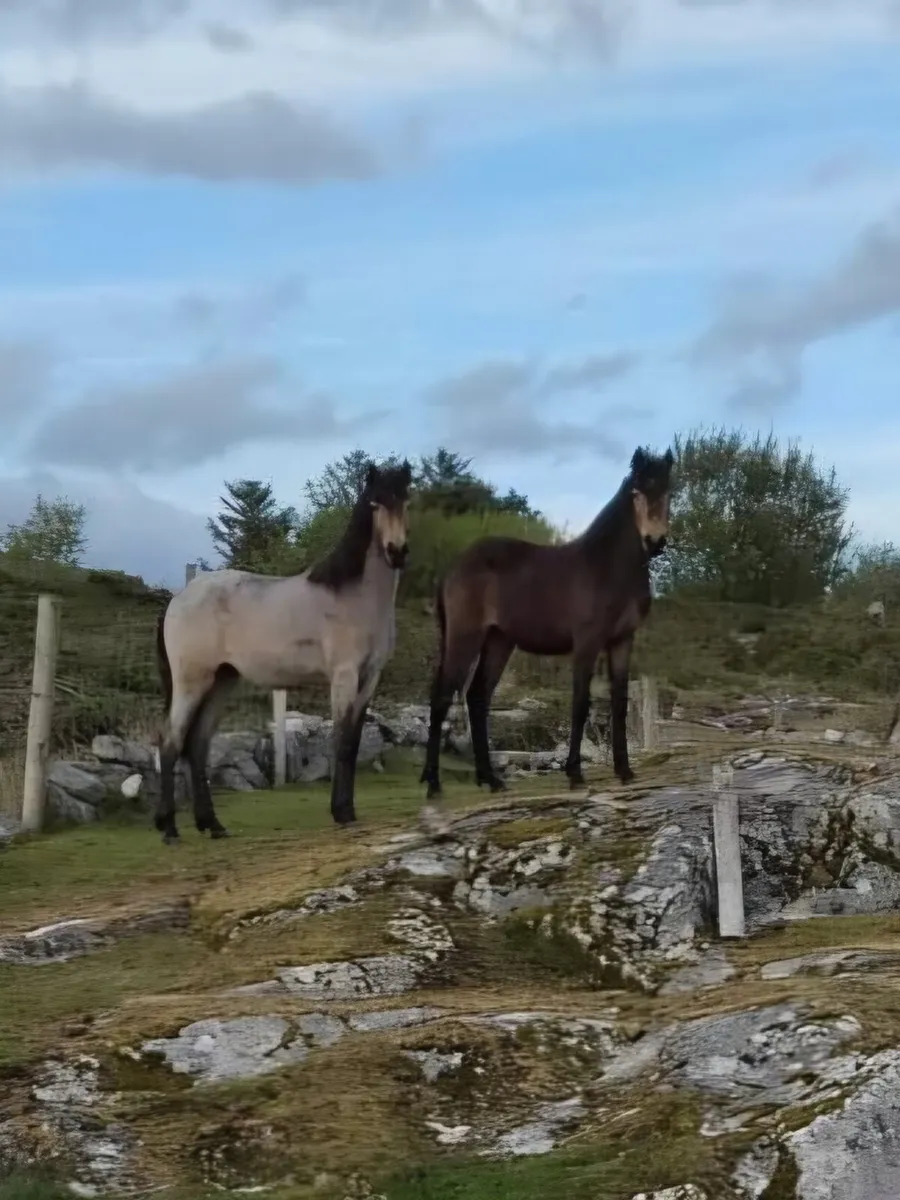 2 Connemara Fillies for sale - Image 1