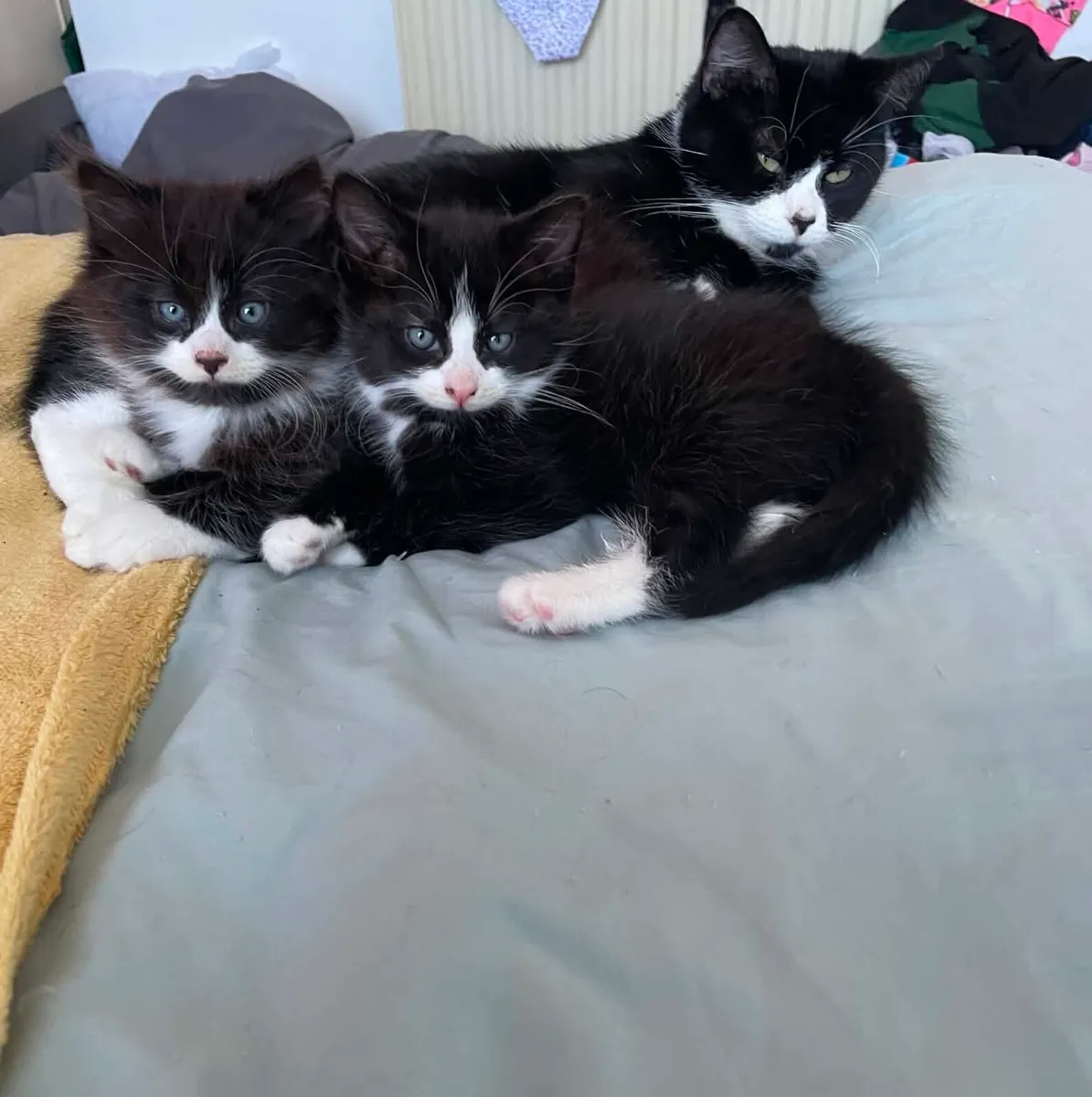 Kittens - Image 1