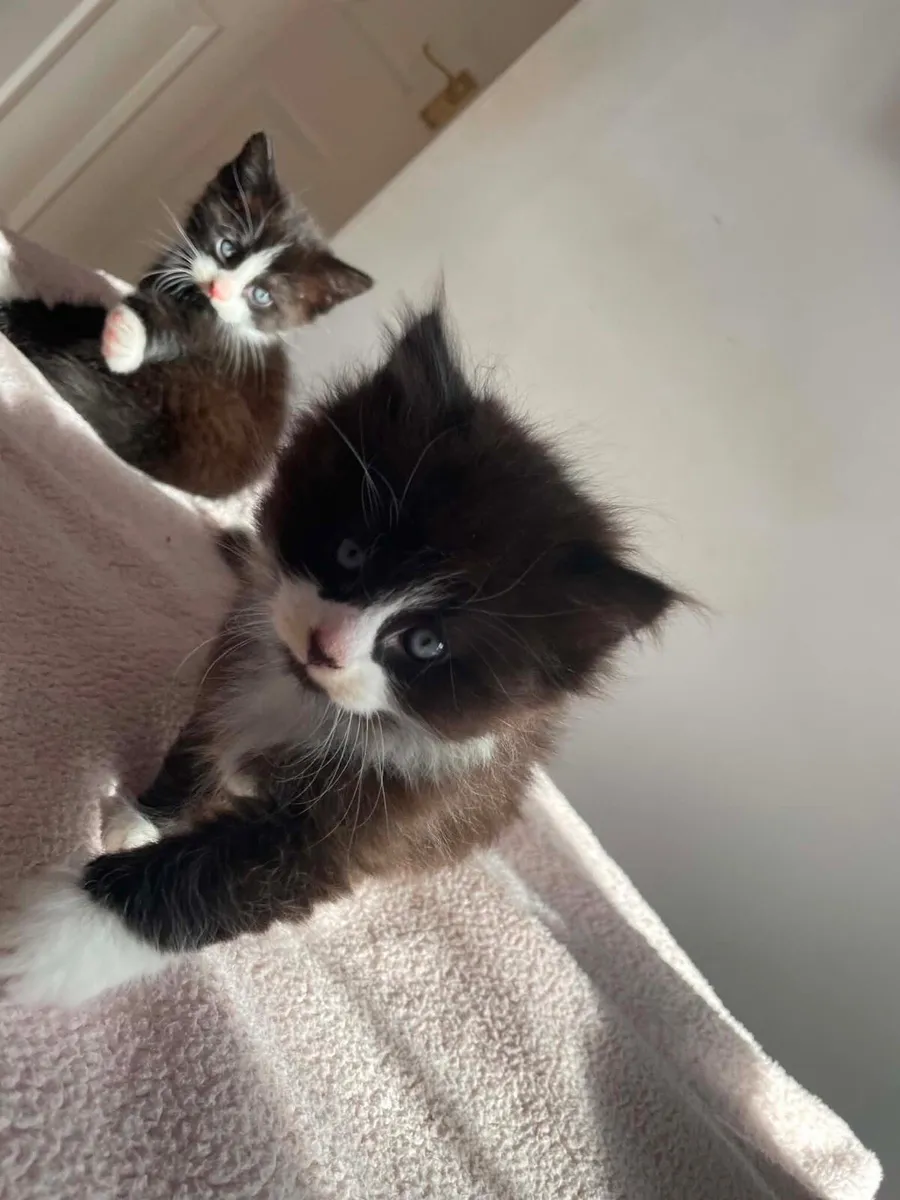 Kittens - Image 2