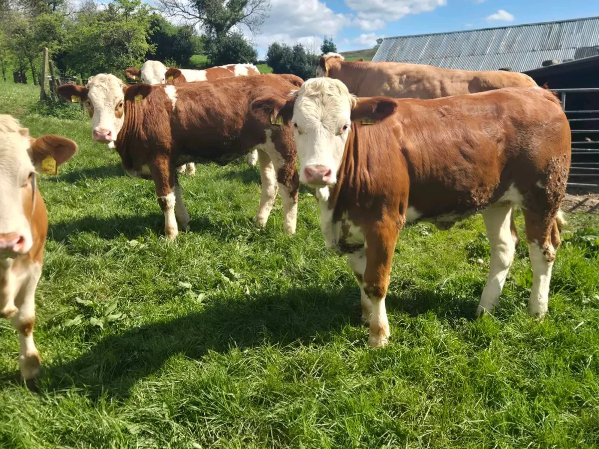 Pedigree Simmental Bulls and Heifers - Image 2
