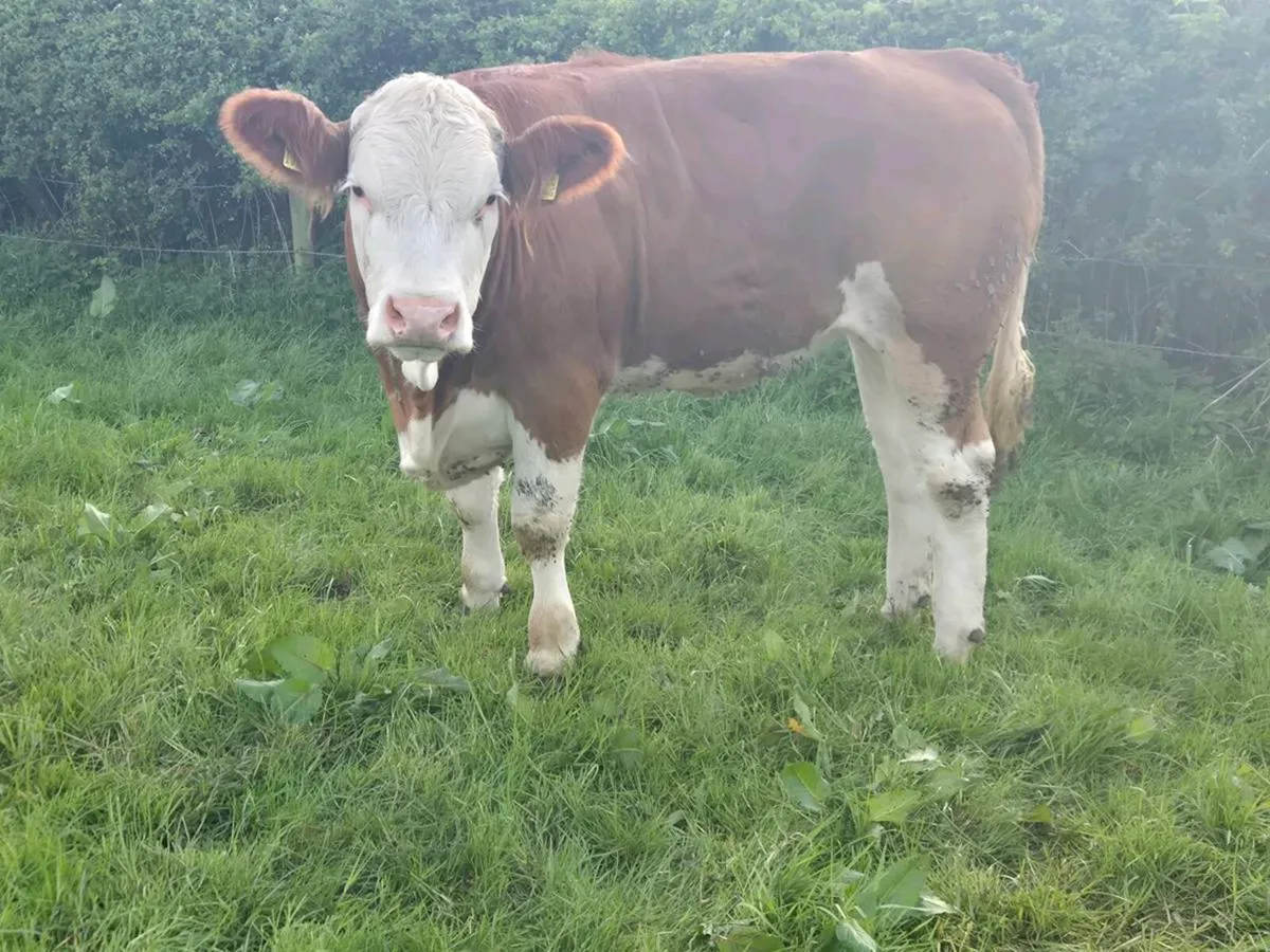 Pedigree Simmental Bulls and Heifers - Image 3
