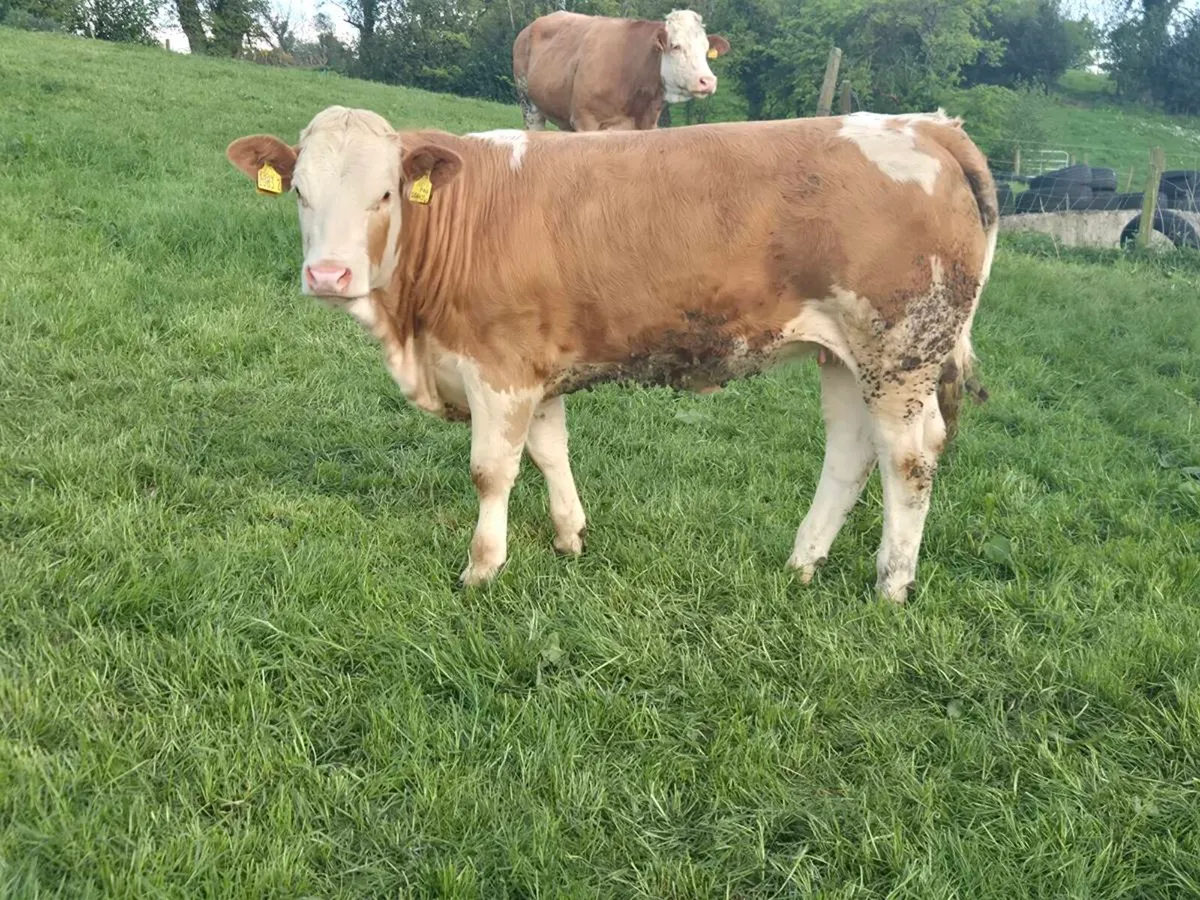 Pedigree Simmental Bulls and Heifers - Image 4