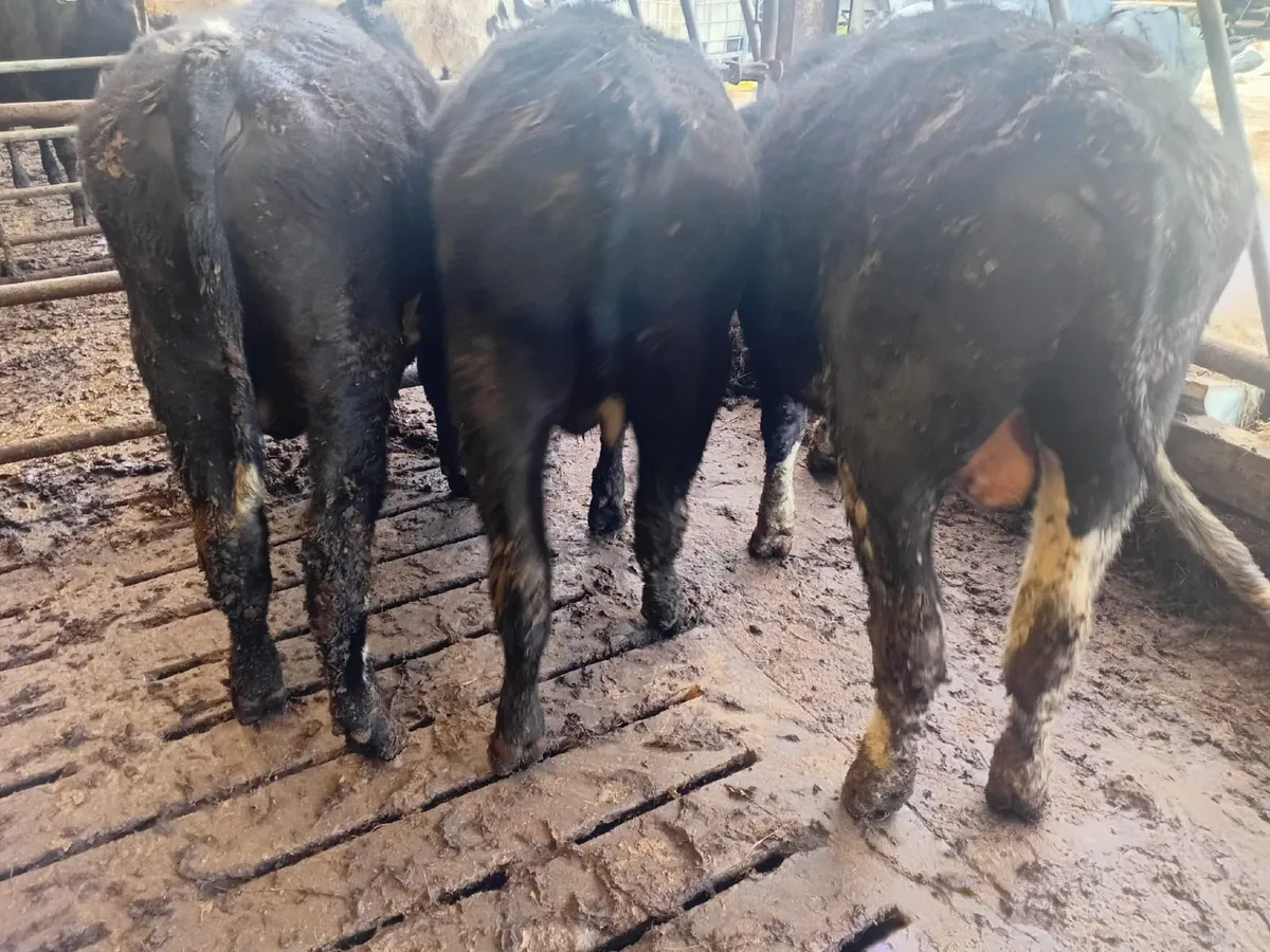 For Sale 3 sh, 1 BB, 1 AA bull weanlings - Image 2