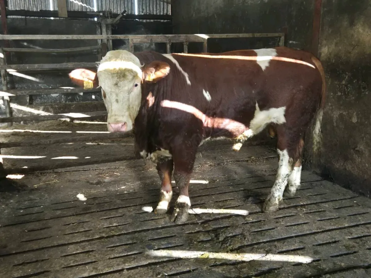 Pedigree Simmental Bulls - Image 3