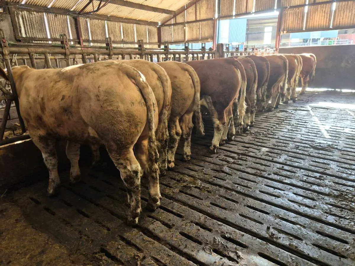 Pedigree Simmental Bulls - Image 2