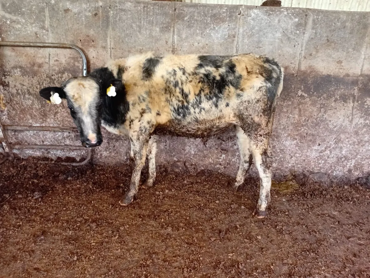 For Sale 3 sh, 1 BB, 1 AA bull weanlings - Image 1