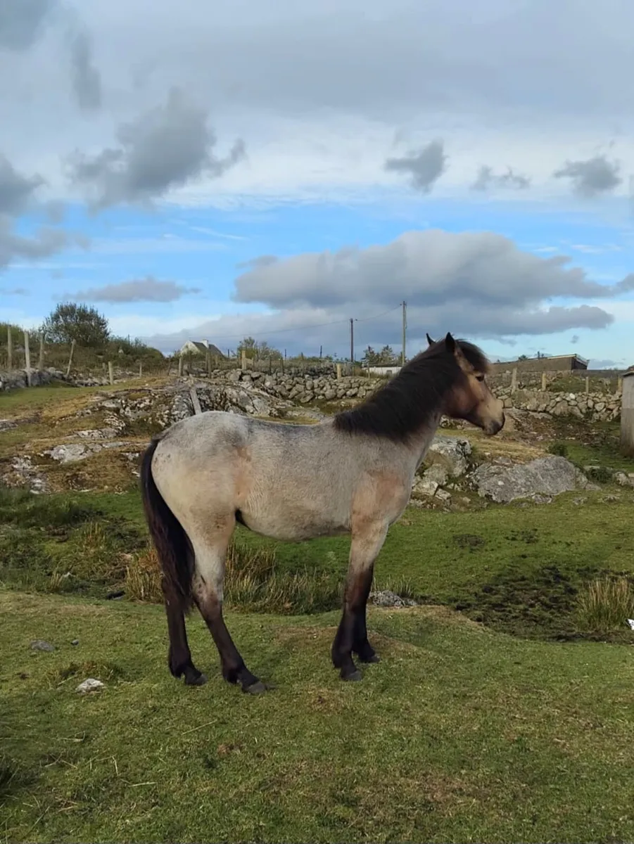 2 Connemara Fillies for sale - Image 4