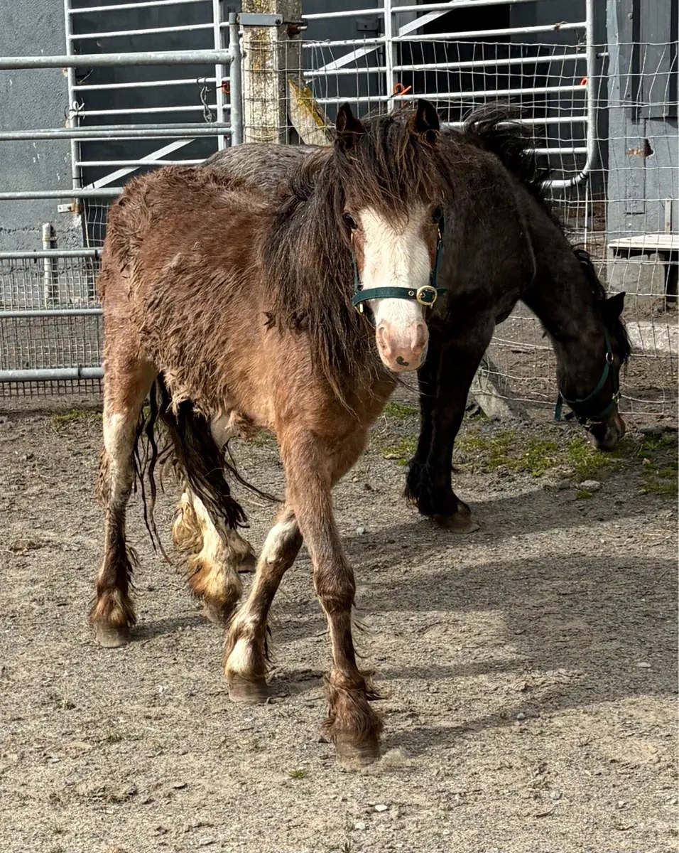 11.2hh fillies 3 years old - Image 2