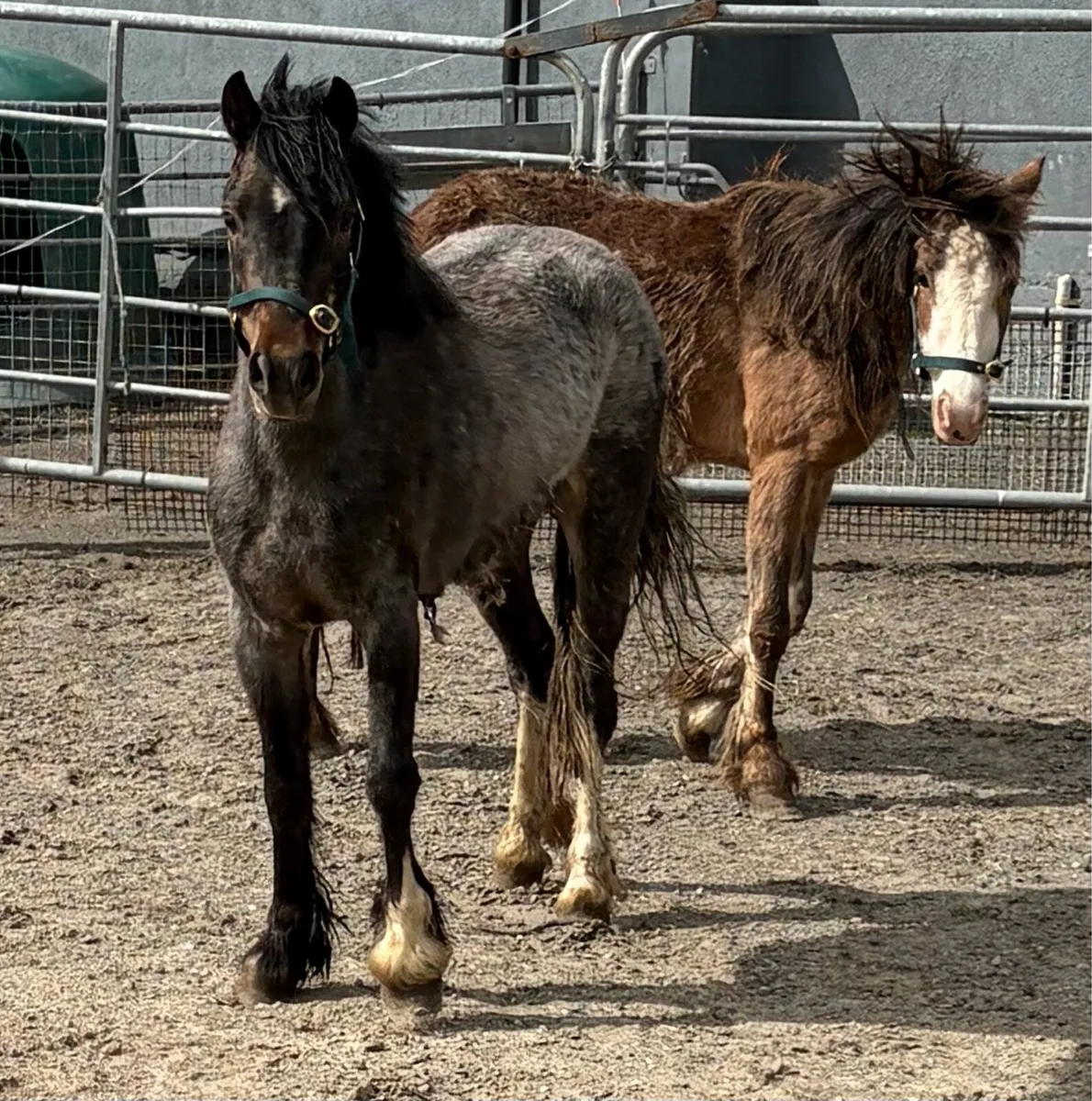 11.2hh fillies 3 years old - Image 3