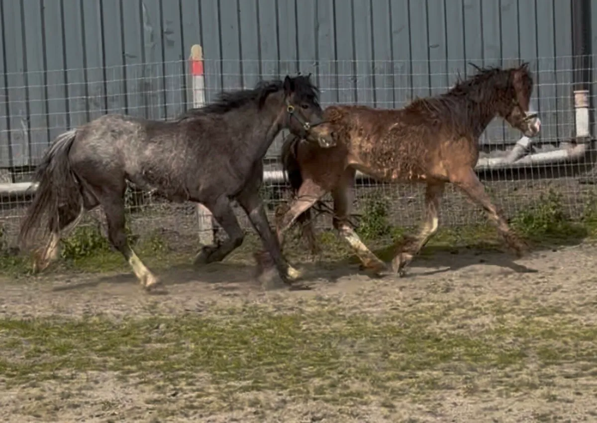 11.2hh fillies 3 years old - Image 4