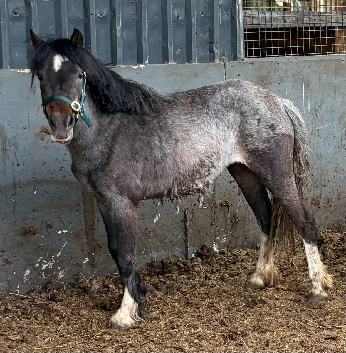 11.2hh fillies 3 years old - Image 1