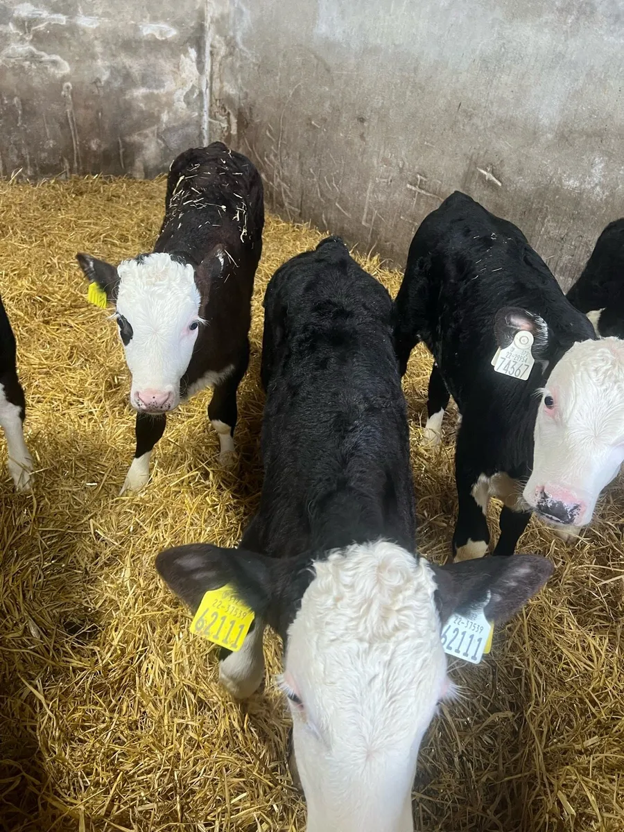 Strong Bl WH bull calfs for sale - Image 1