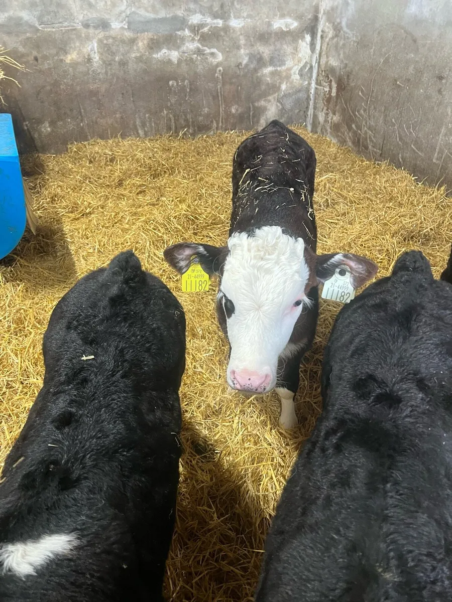 Strong Bl WH bull calfs for sale - Image 3