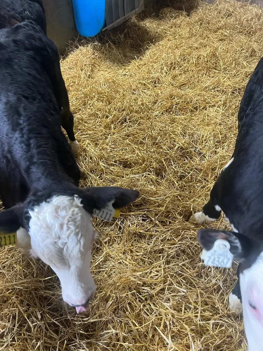 Strong Bl WH bull calfs for sale - Image 4