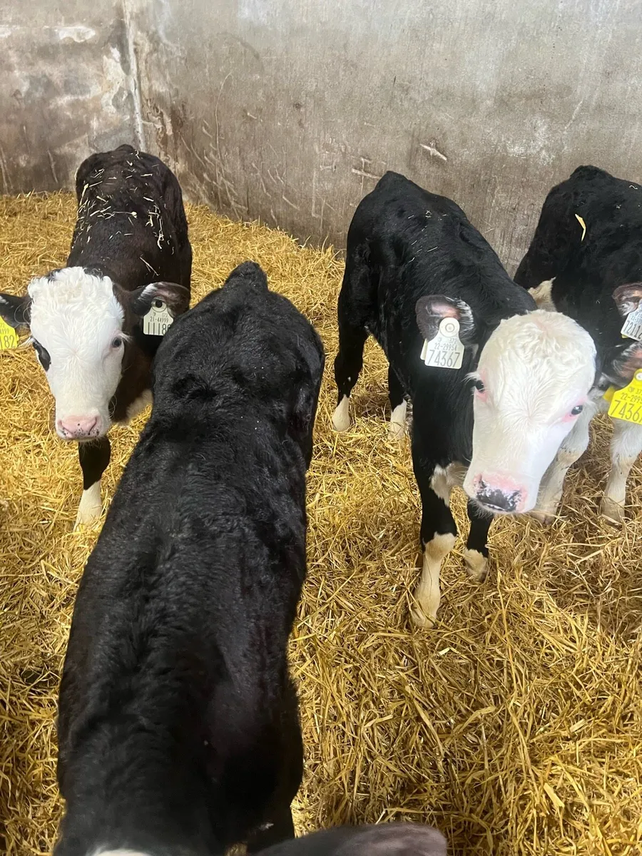 Strong Bl WH bull calfs for sale - Image 2
