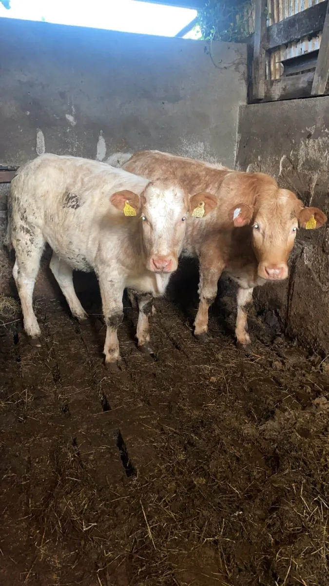 Roan heifers - Image 1