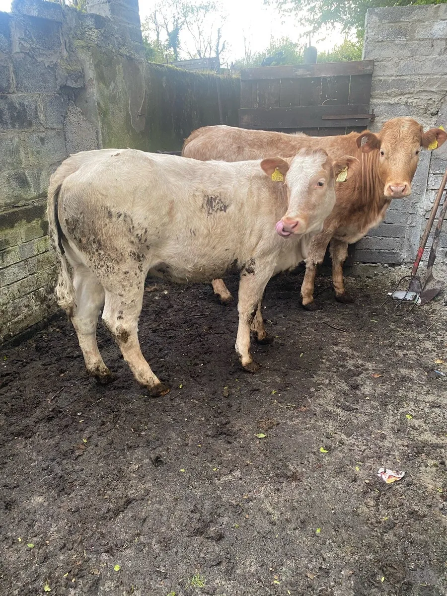Roan heifers - Image 3