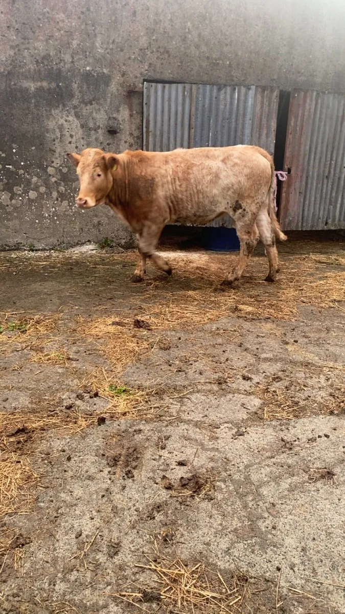 Roan heifers - Image 2
