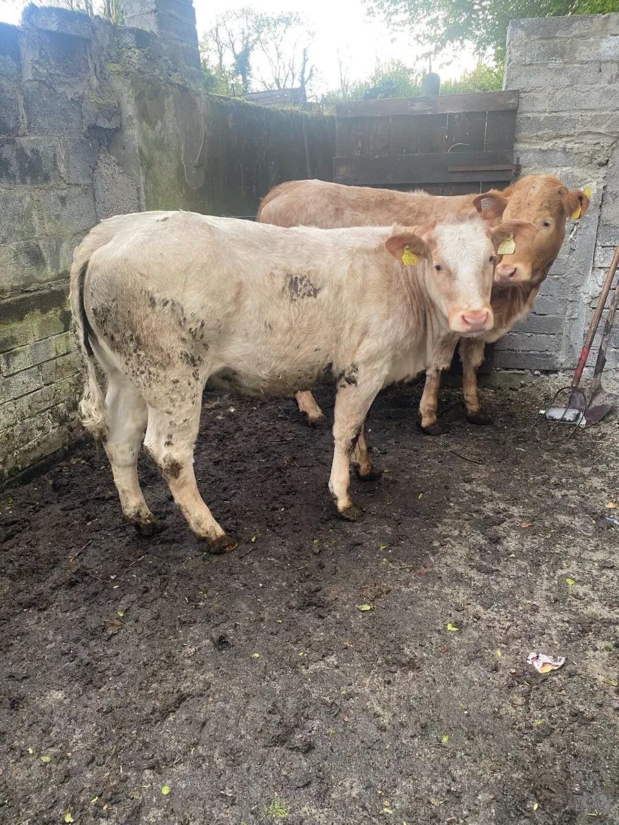 Roan heifers - Image 4