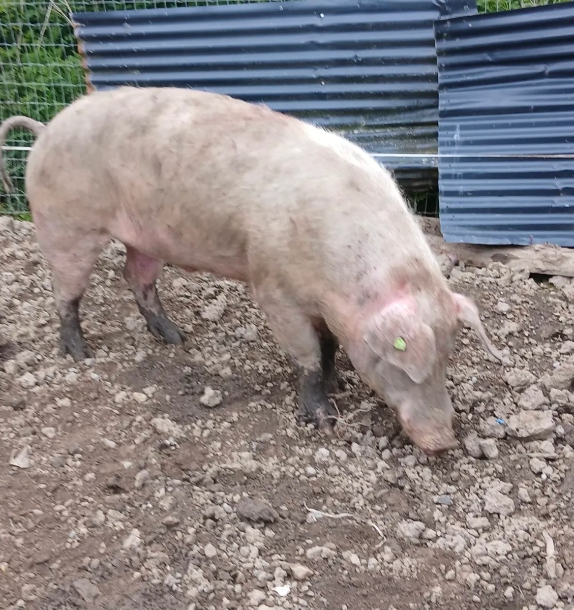 Landrace Boar 2 year old - Image 1