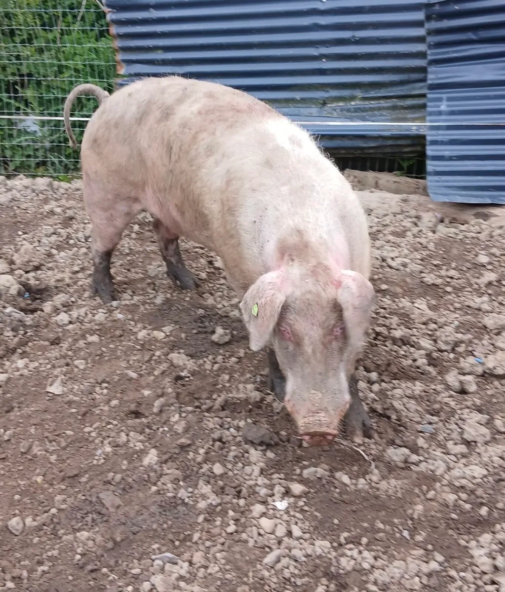 Landrace Boar 2 year old - Image 2