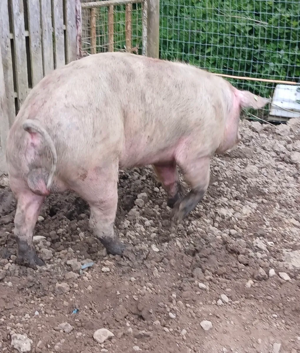 Landrace Boar 2 year old - Image 3