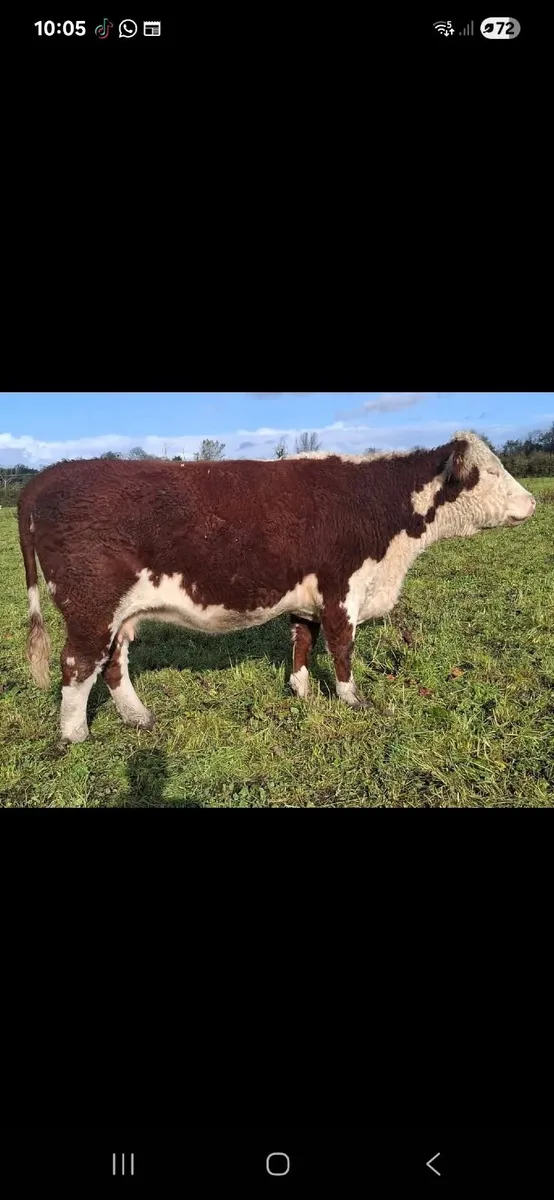 Hereford Bulls - Image 3