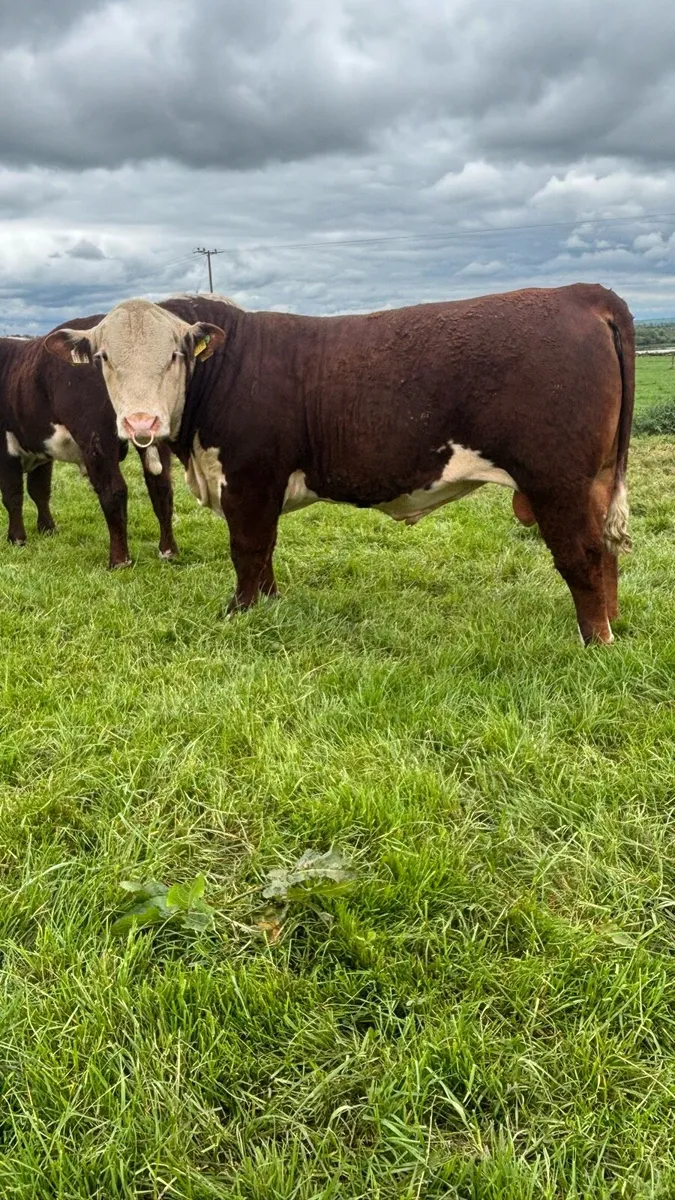 Polled Hereford bulls - Image 2