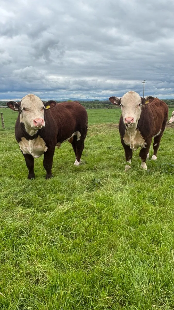 Polled Hereford bulls - Image 3