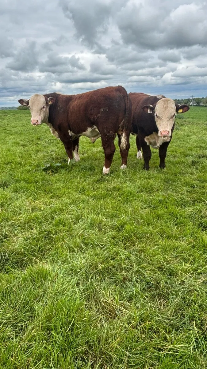Polled Hereford bulls - Image 4