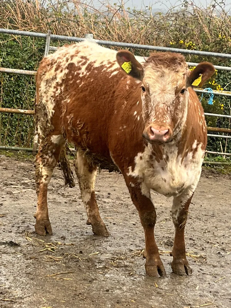 Exceptional breeding heifers monday 1.30pm - Image 1