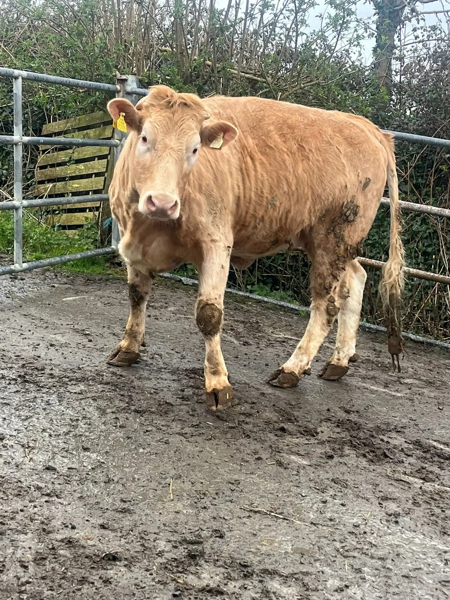 Exceptional breeding heifers monday 1.30pm - Image 2