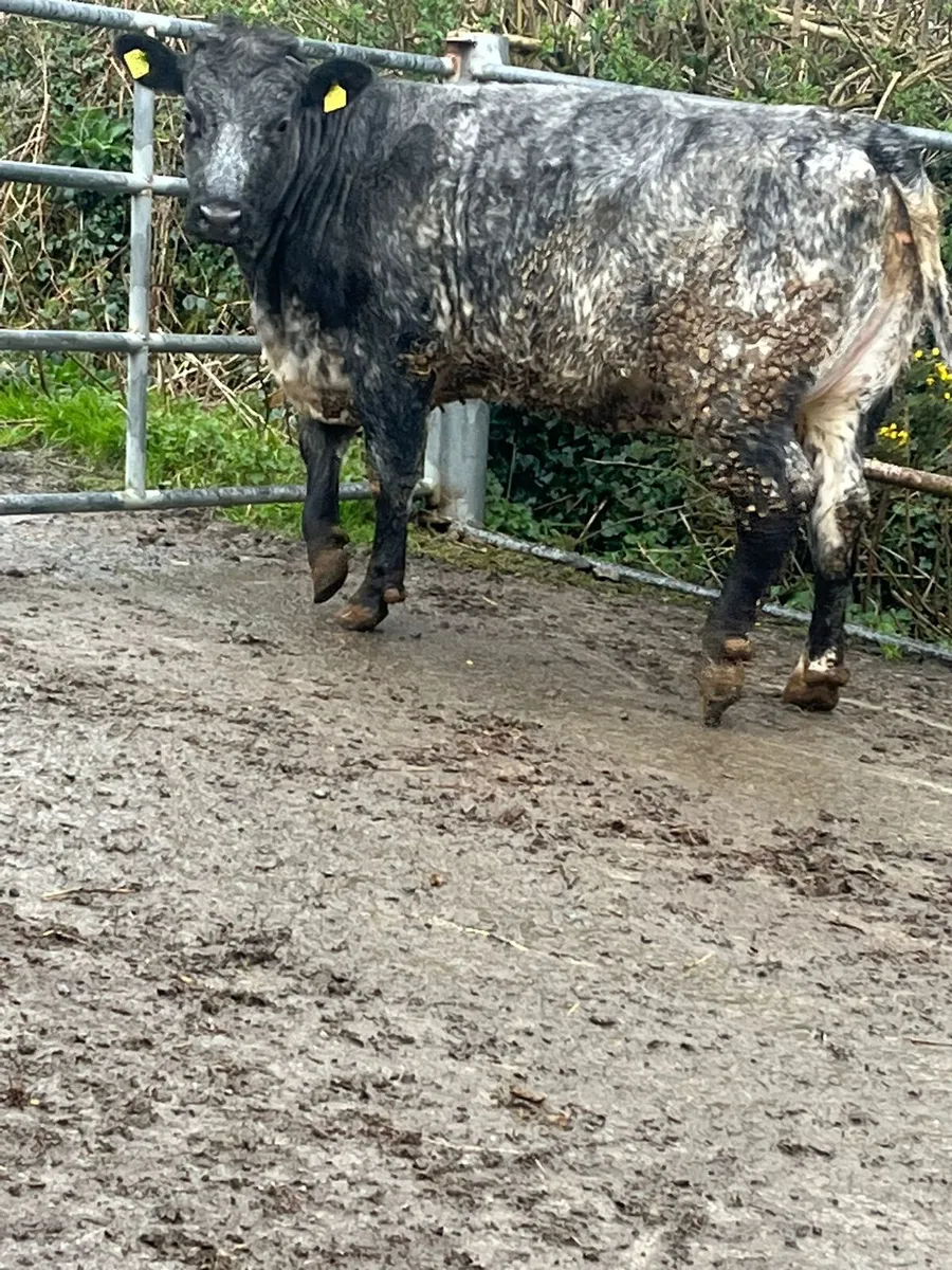 Exceptional breeding heifers monday 1.30pm - Image 3