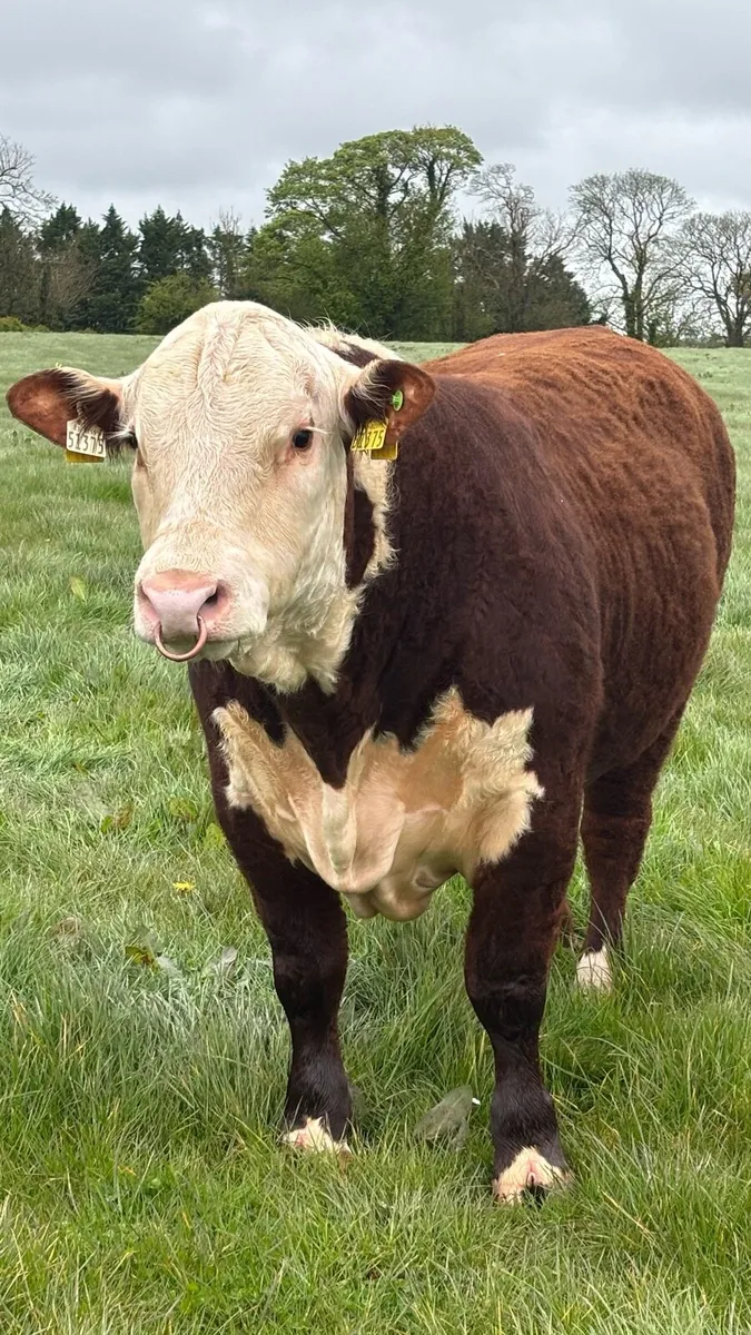 Polled Hereford bulls - Image 1