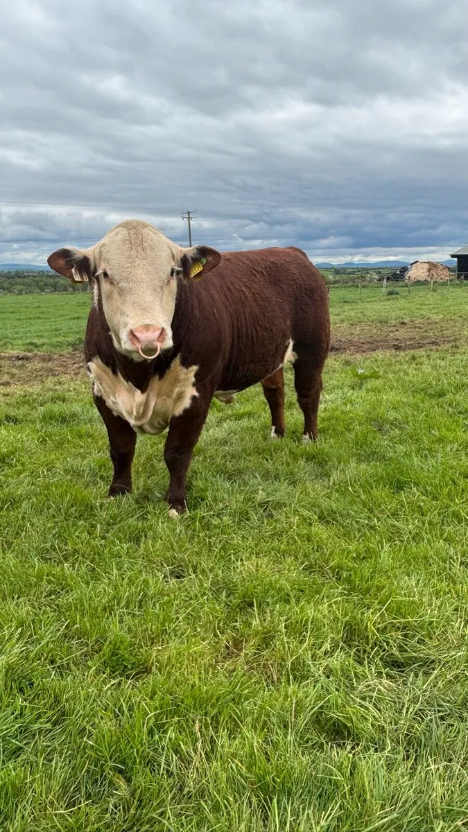 Polled Hereford bulls - Image 3