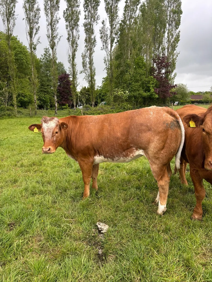 2 LMX and 1 BBX for sale - Image 1