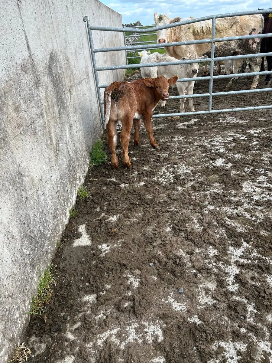 Springer with bull calf - Image 2