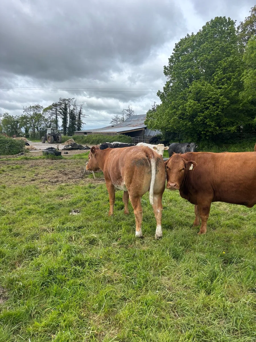 2 LMX and 1 BBX for sale - Image 4
